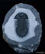 Tremendous Thysanopeltis Trilobite #2259-2
